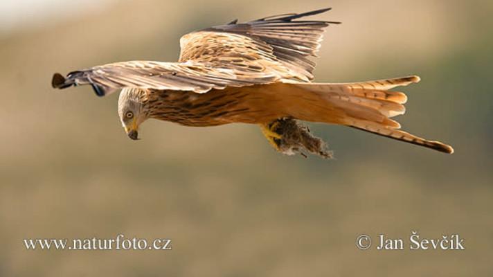 Podzimní migrace ptáků přes Česko odstartovala další vlnu zabíjení dravců Podzimní migrace ptáků přes Česko odstartovala další vlnu zabíjení dravců