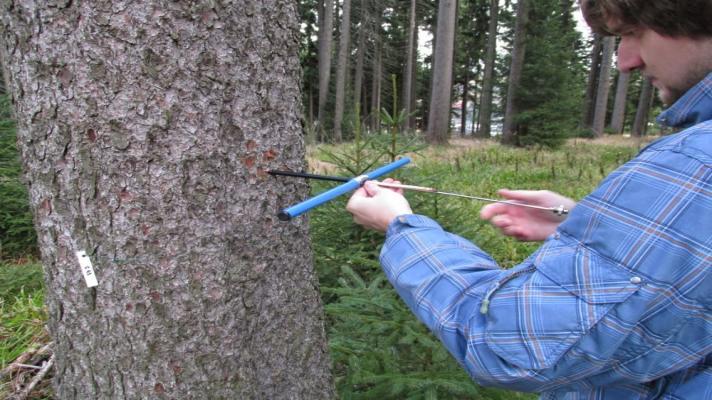Mikroskopické snímky odhalují stopy imisní kalamity v buňkách letokruhů Mikroskopické snímky odhalují stopy imisní kalamity v buňkách letokruhů