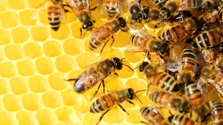 Brněnští startupisté monitorují včely