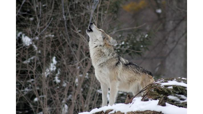 Agentura ochrany přírody a krajiny připravuje program péče o vlky