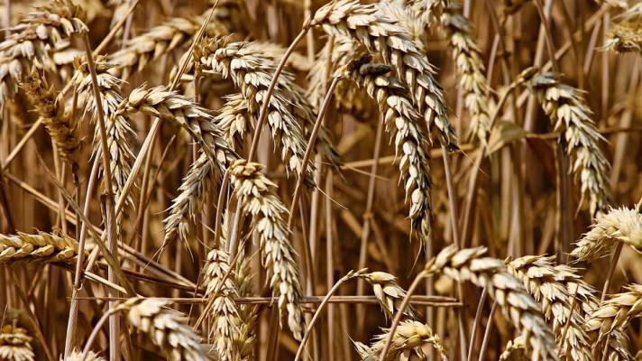 Pšenice ztrácí odolnost vůči klimatu, varuje studie v časopise PNAS