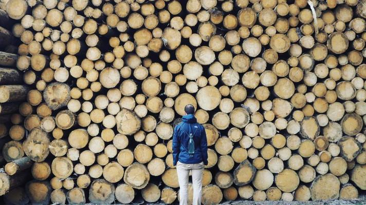 V Orlických horách jsou ohroženy kůrovcem tisíce hektarů lesa V Orlických horách jsou ohroženy kůrovcem tisíce hektarů lesa