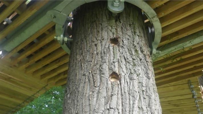 Inspektoři uložili pokutu 100 tisíc korun městu Klatovy za instalaci šroubů do kmenů vzrostlých stromů Inspektoři uložili pokutu 100 tisíc korun městu Klatovy za instalaci šroubů do kmenů vzrostlých stromů