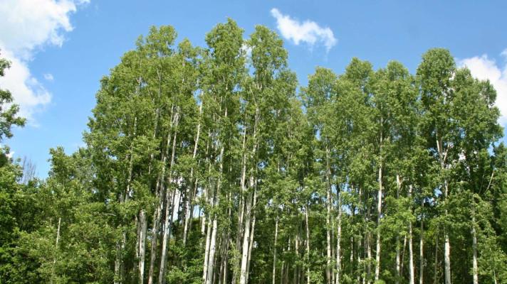 Topol šedý jako záchrana (nejen) pro lužní lesy Topol šedý jako záchrana (nejen) pro lužní lesy