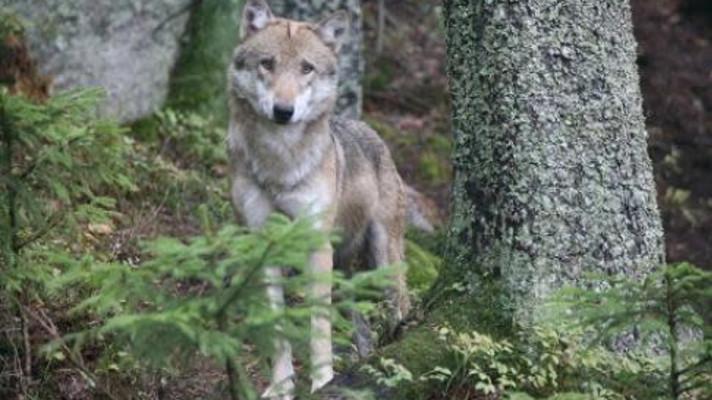 Seminář k prioritní ose 4 OPŽP a problematice návratu vlků do Českého lesa
