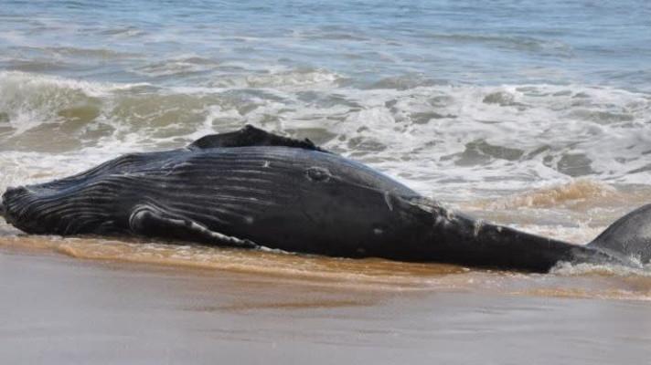 U pobřeží USA hyne tolik velryb, že je problém, co s jejich těly
