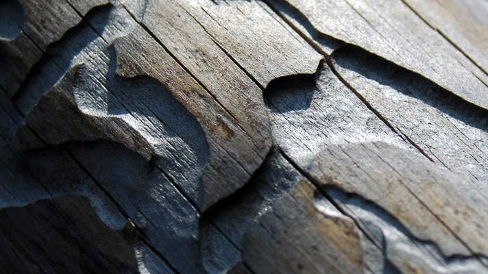 Brabec: V Česku bude letos minimálně 30 mil. m3 kůrovcového dřeva