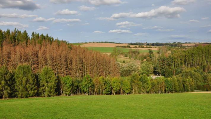 Metody hodnocení sucha pomohou k lepší ochraně lesů Metody hodnocení sucha pomohou k lepší ochraně lesů