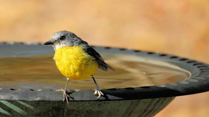 Zvířata ve městě: Misku vody! Zvířata ve městě: Misku vody!