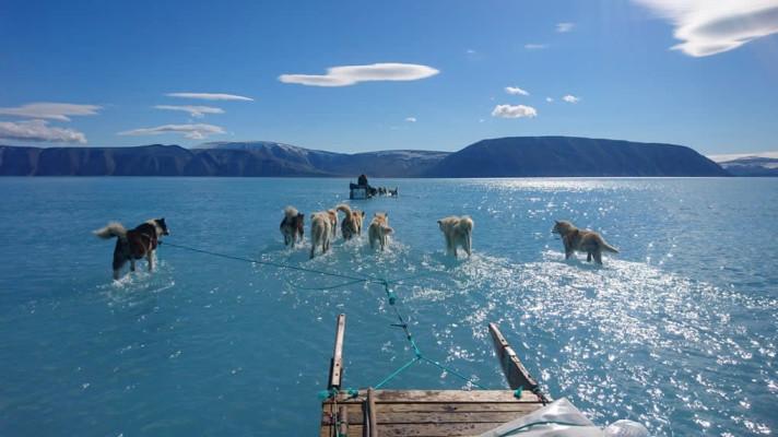 Snímek psů brodících se vodou upozornil na tání ledu v Grónsku