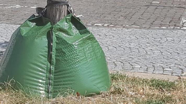 Stromy v Pardubicích zalévají vodní vaky Stromy v Pardubicích zalévají vodní vaky