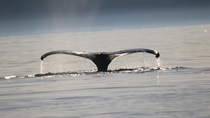 Studie: Velryby v řeckých vodách hynou kvůli spolykaným plastům