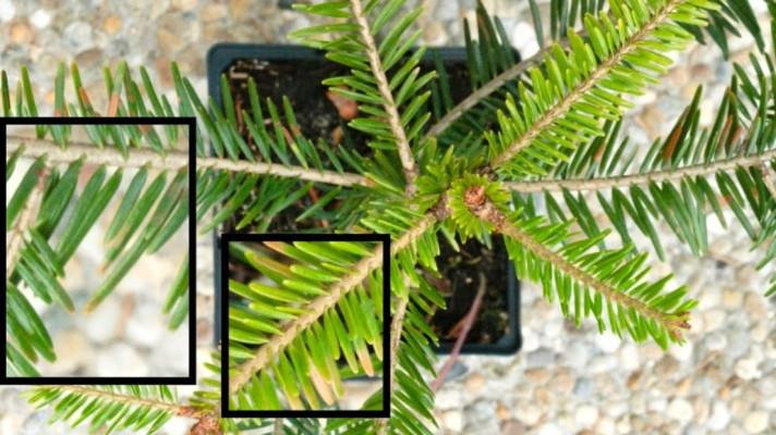 Jak zjistit kvalitu sazenic lesních dřevin Jak zjistit kvalitu sazenic lesních dřevin