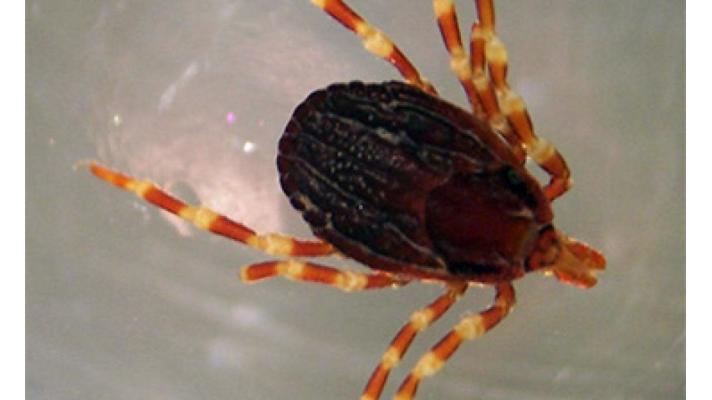 Obrovské klíště Hyalomma marginatum - výskyt v Evropě Obrovské klíště Hyalomma marginatum - výskyt v Evropě