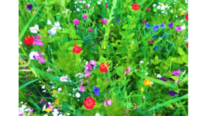 Jihlava: Výsev letniček na zelené plochy ve městě Jihlava: Výsev letniček na zelené plochy ve městě