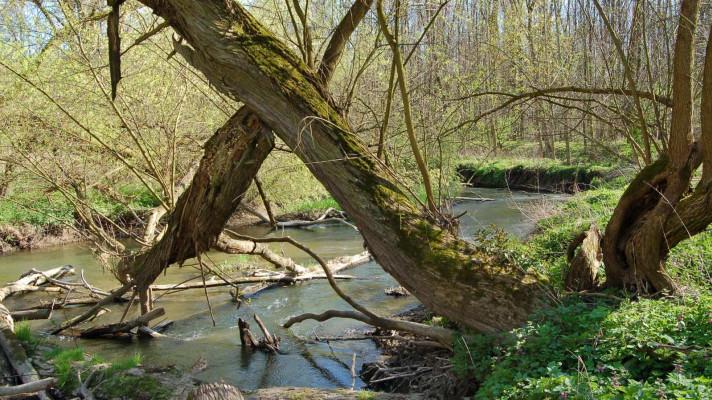 Společenstva ptáků lužních lesů ovlivňuje množství zvěře i hospodaření Společenstva ptáků lužních lesů ovlivňuje množství zvěře i hospodaření