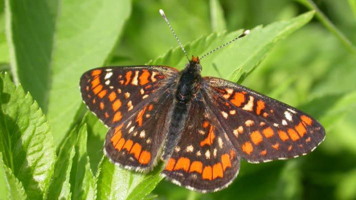 Hospodaření Lesů ČR zlikvidovalo tisíce přísně chráněných motýlů v chráněném území, kritizují vědci