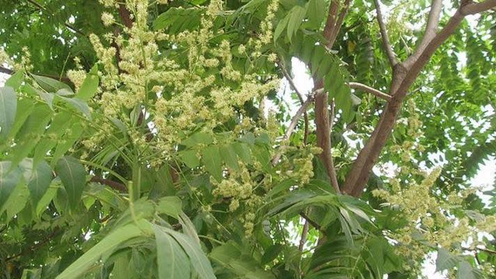 Na unijním seznamu přibylo dalších 17 invazních druhů Na unijním seznamu přibylo dalších 17 invazních druhů