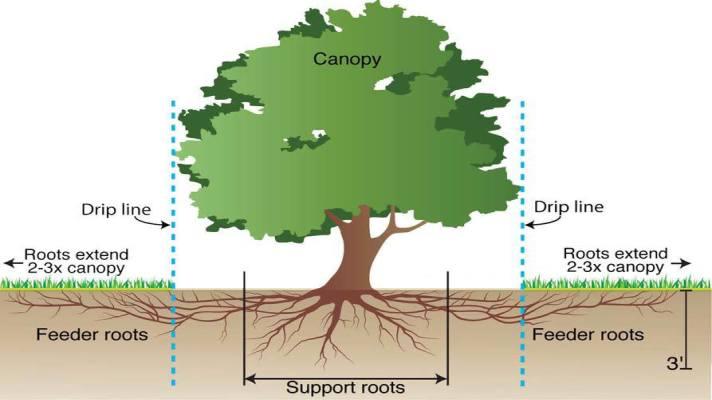 Jak správně zalít strom