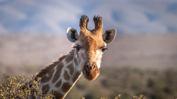 CITES kvůli kritickému vymírání zpřísní podmínky mezinárodního obchodu s ohroženými druhy