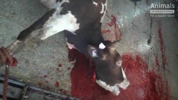 Krutost exportu živých zvířat z Česka opět potvrzena 