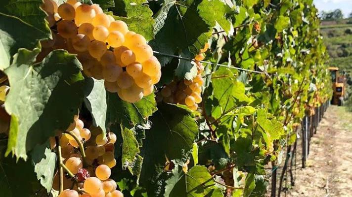 Rok 2019 přinese typická moravská vína a Svatomartinské o 3 dny dříve