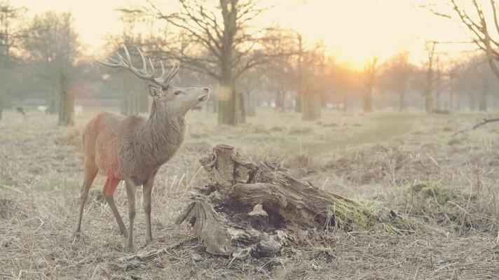 V Národním parku Šumava se sleduje život jelenů. Dožívají se vysokého věku, jak ukázal jelen ,,Vincek"
