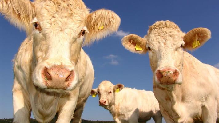 Ministerstvo zemědělství podpoří v roce 2020 národními dotacemi především zlepšení podmínek v chovech hospodářských zvířat