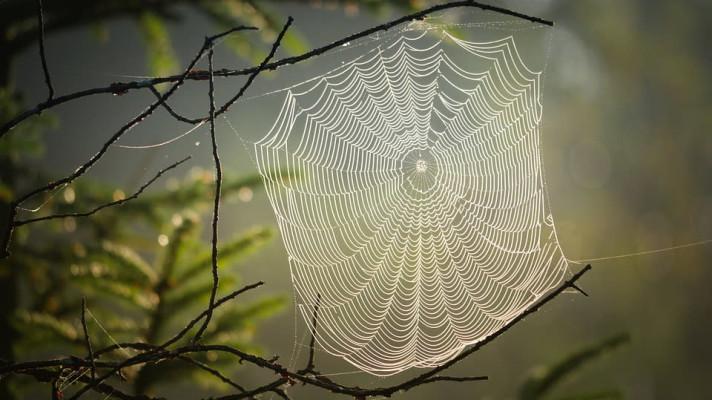 Studie: V Německu nebezpečně ubylo pavouků a hmyzu