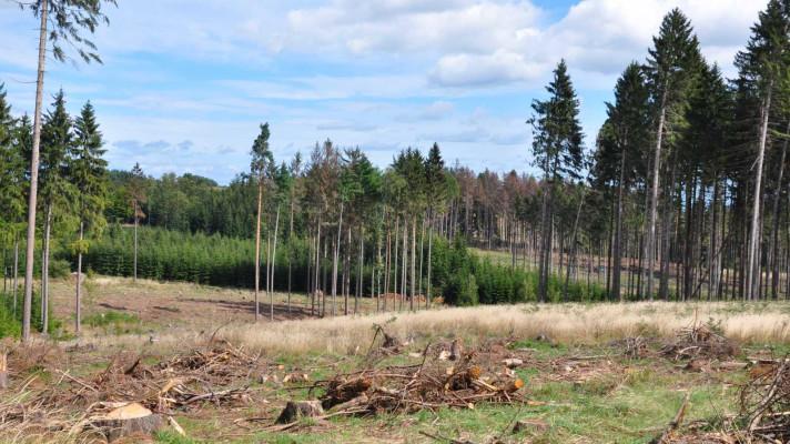 Sucho a vítr rozvracejí lesy společně s kůrovcem Sucho a vítr rozvracejí lesy společně s kůrovcem