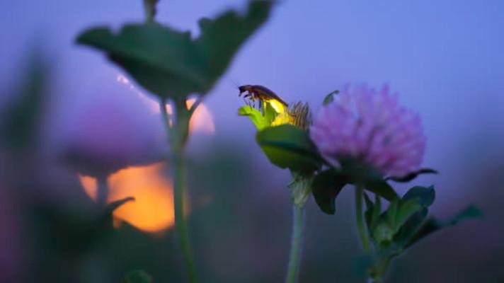 V Praze startuje výstava Magické světlušky Radima Schreibera V Praze startuje výstava Magické světlušky Radima Schreibera