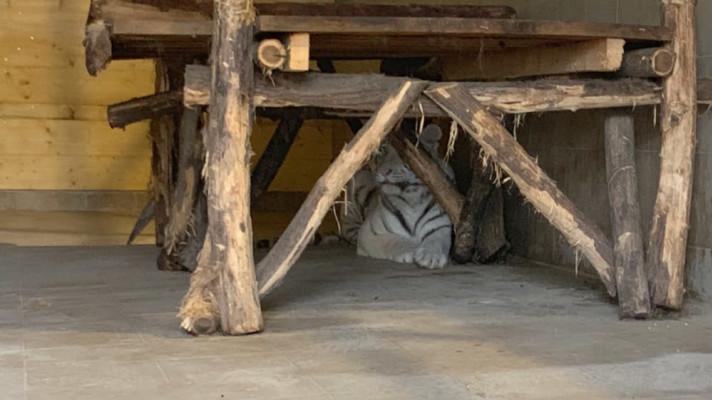 Zabavené bílé tygřice našly nový domov na Slovensku