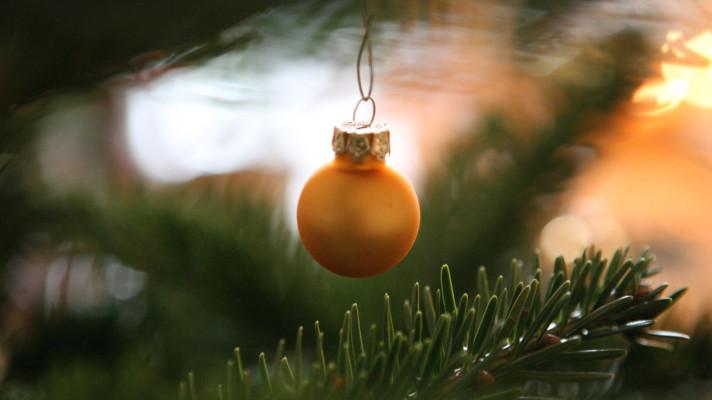 Bio vánoční stromky udělají radost hned dvakrát