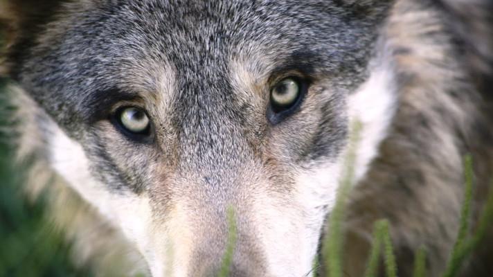 V Lužických horách se pohybují minimálně čtyři vlci. V Českém ráji budou jejich možnou existenci prověřovat nově proškolení dobrovolníci