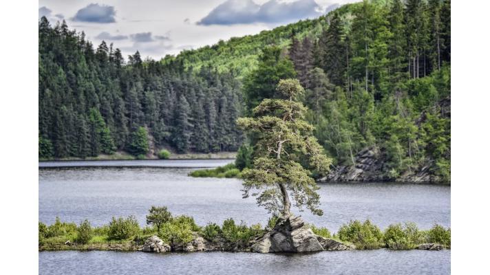 Co hlas, to strom. Mikroregion bude sázet desítky tisíc sazenic za podporu Chudobínské borovice Co hlas, to strom. Mikroregion bude sázet desítky tisíc sazenic za podporu Chudobínské borovice