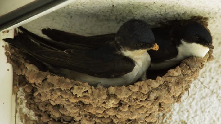 Ptákem roku 2020 je jiřička obecná Ptákem roku 2020 je jiřička obecná