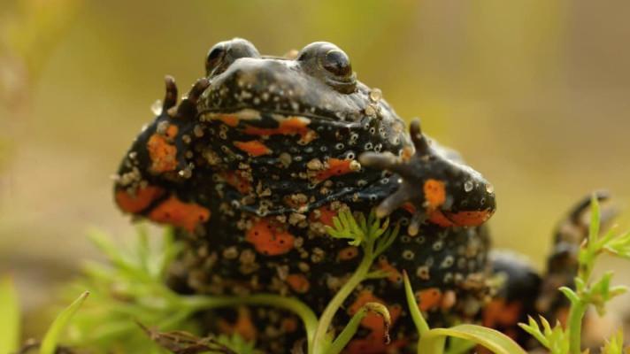 Jsou tu nové dotační výzvy na ochranu přírody a krajiny Jsou tu nové dotační výzvy na ochranu přírody a krajiny