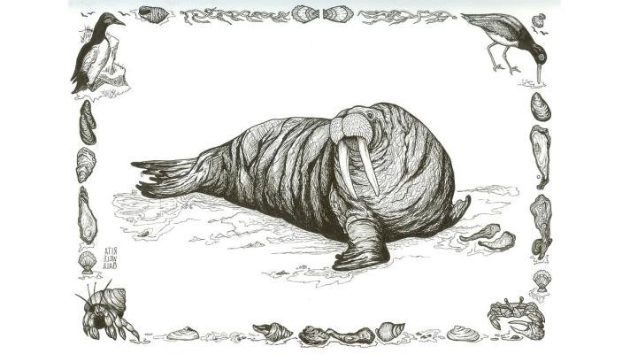 Vikingy z Grónska vyhnal nedostatek mrožů, uvádějí vědci Vikingy z Grónska vyhnal nedostatek mrožů, uvádějí vědci