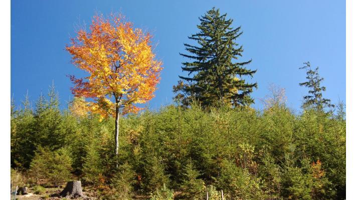 V horách lépe rostou malé sazeničky smrku V horách lépe rostou malé sazeničky smrku