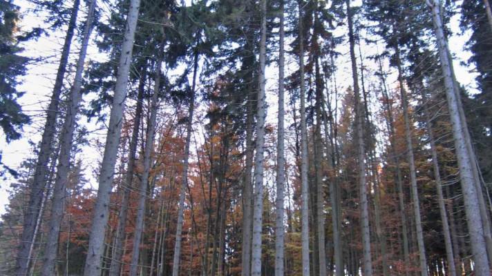 Genové základny umožňují zachovat cenné populace lesních dřevin