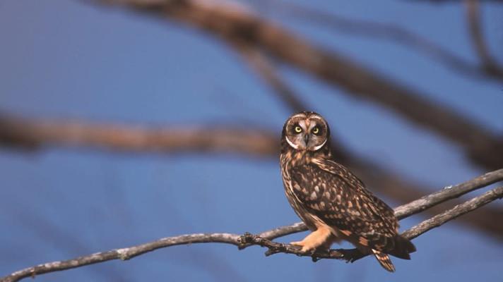 V táborské zoo zahynula sova, lekla se pyrotechniky V táborské zoo zahynula sova, lekla se pyrotechniky