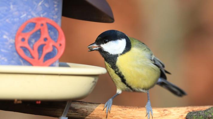 Sčítání ptáků na krmítkách se zúčastnilo už přes 14 tisíc dobrovolníků. Lidé mají čas na poslání výsledků do 17. ledna Sčítání ptáků na krmítkách se zúčastnilo už přes 14 tisíc dobrovolníků. Lidé mají čas na poslání výsledků do 17. ledna