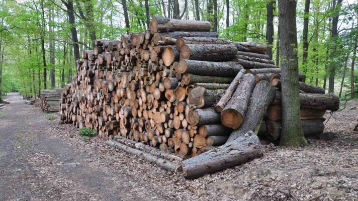 Najdeme nové trhy pro naše dříví? Najdeme nové trhy pro naše dříví?