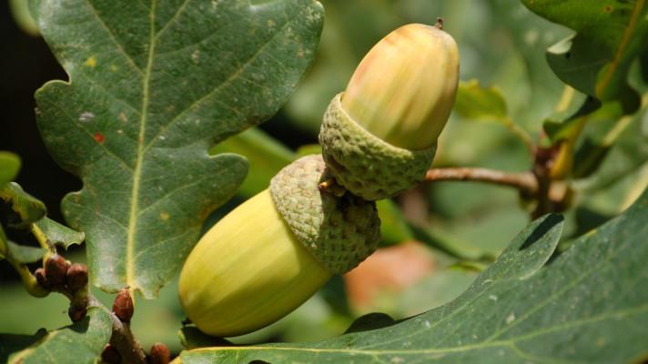 Symbióza s houbami zlepšuje růst sazenic lesních stromů Symbióza s houbami zlepšuje růst sazenic lesních stromů