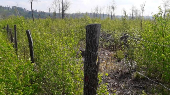 Jaké jsou náklady na obnovu lesa v oblastech postižených chřadnutím smrku? Jaké jsou náklady na obnovu lesa v oblastech postižených chřadnutím smrku?