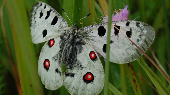 Co způsobuje globální oteplování motýlům? Předpověď českobudějovických vědců je příznivá