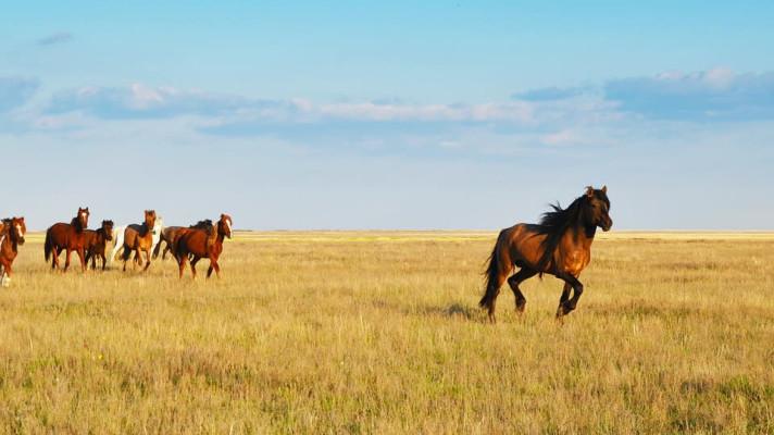 Kazašský přechod k zelené ekonomice má šanci na úspěch Kazašský přechod k zelené ekonomice má šanci na úspěch
