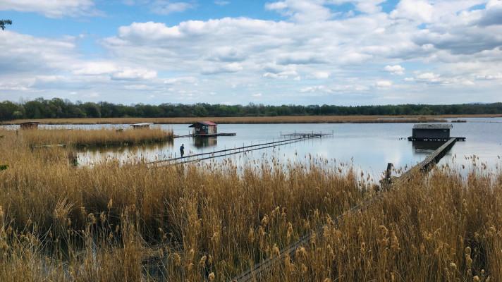 Kam se poděl bukáček? Kam se poděl bukáček?