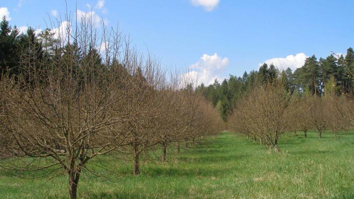 Lípa může být plnohodnotnou lesní dřevinou. I díky genetickým testům Lípa může být plnohodnotnou lesní dřevinou. I díky genetickým testům
