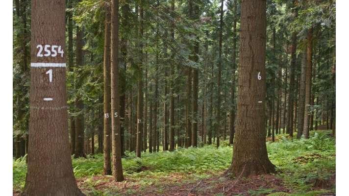 Co zkoumala lesnická věda v roce 2019 Co zkoumala lesnická věda v roce 2019